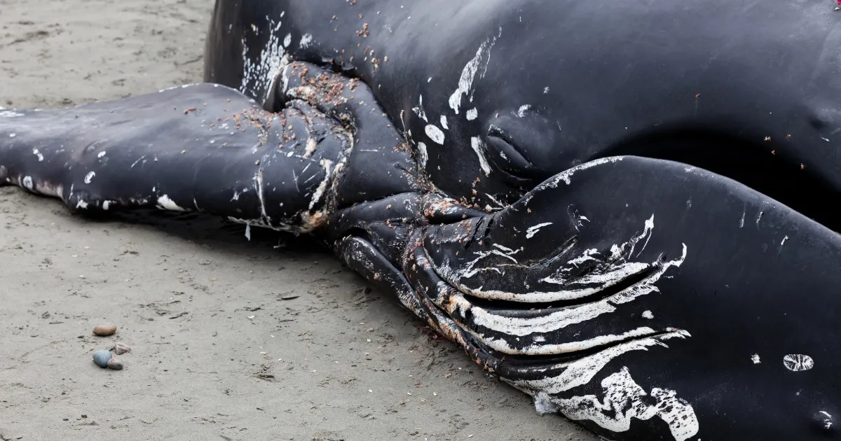 Field Note: What Responders Do After a Whale Dies