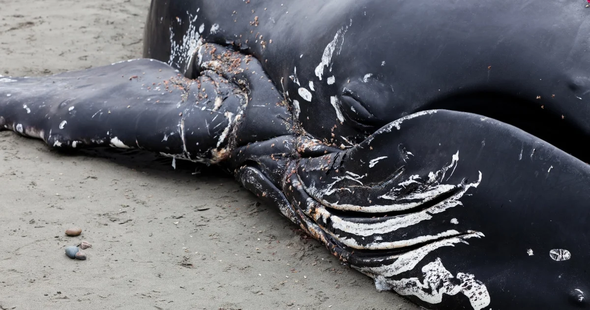 Field Note: What Responders Do After a Whale Dies