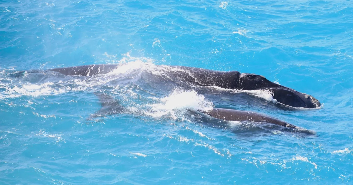 Meeting the southern right whales