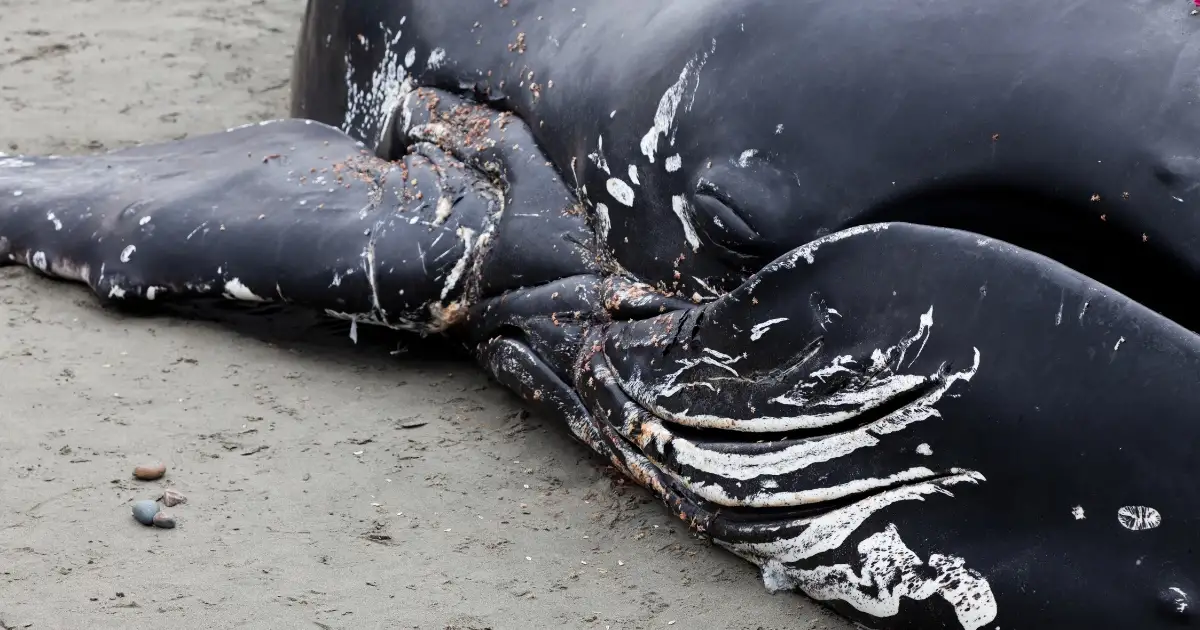 Field Note: What Responders Do After a Whale Dies