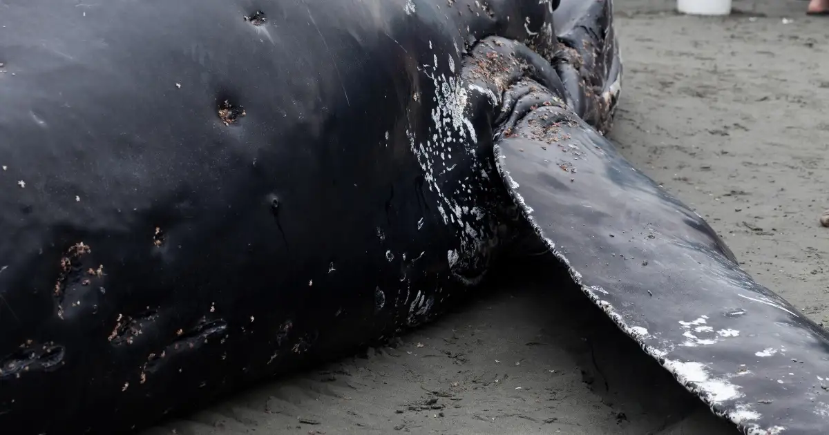 Reading the Skin of a Stranded Humpback