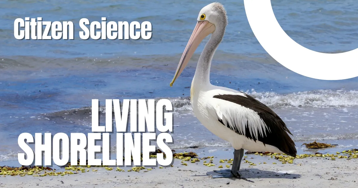 Living Shorelines