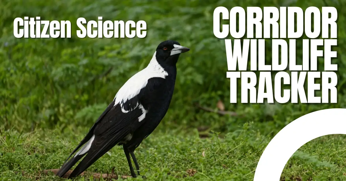 Corridor Wildlife Tracker