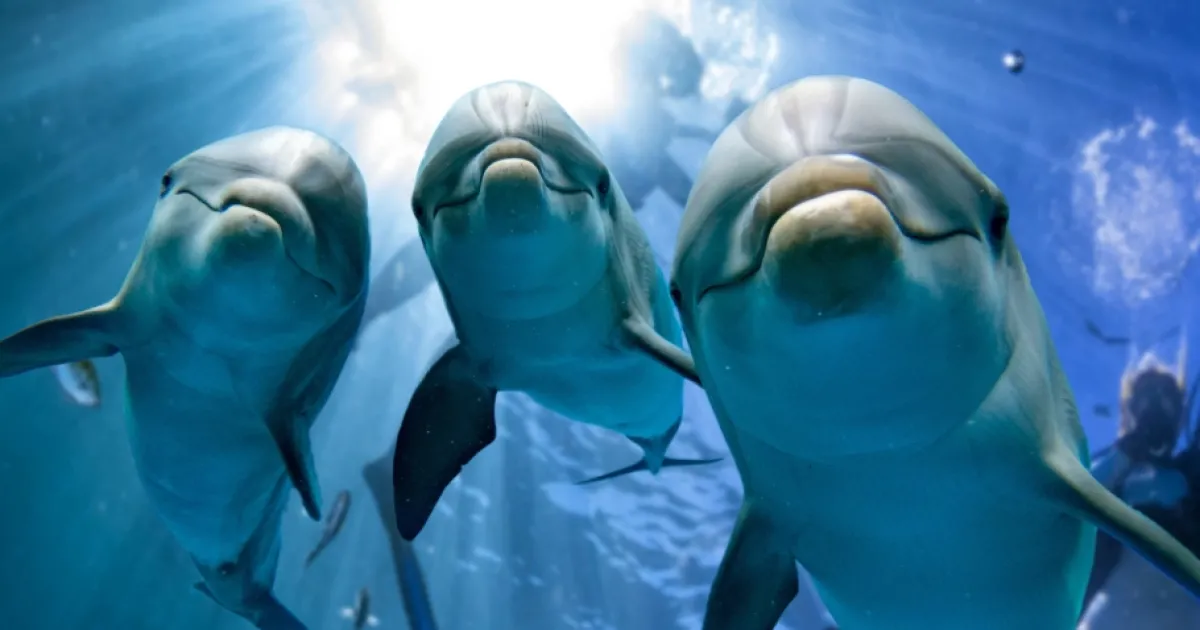 Dawesville Discovery Centre