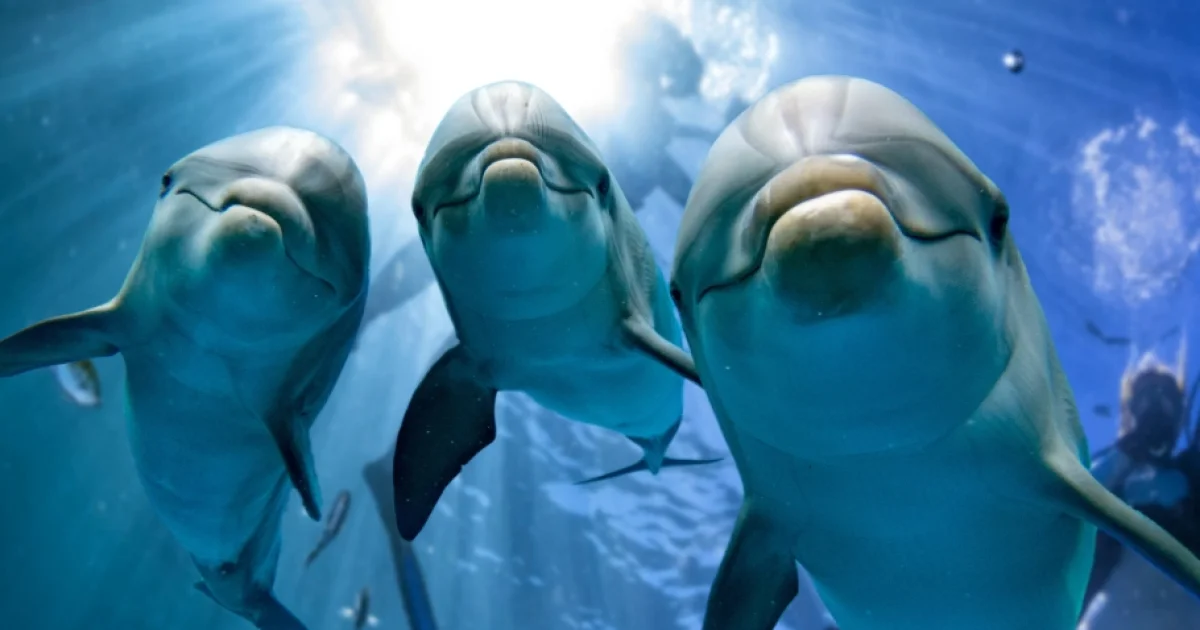 Dawesville Discovery Centre