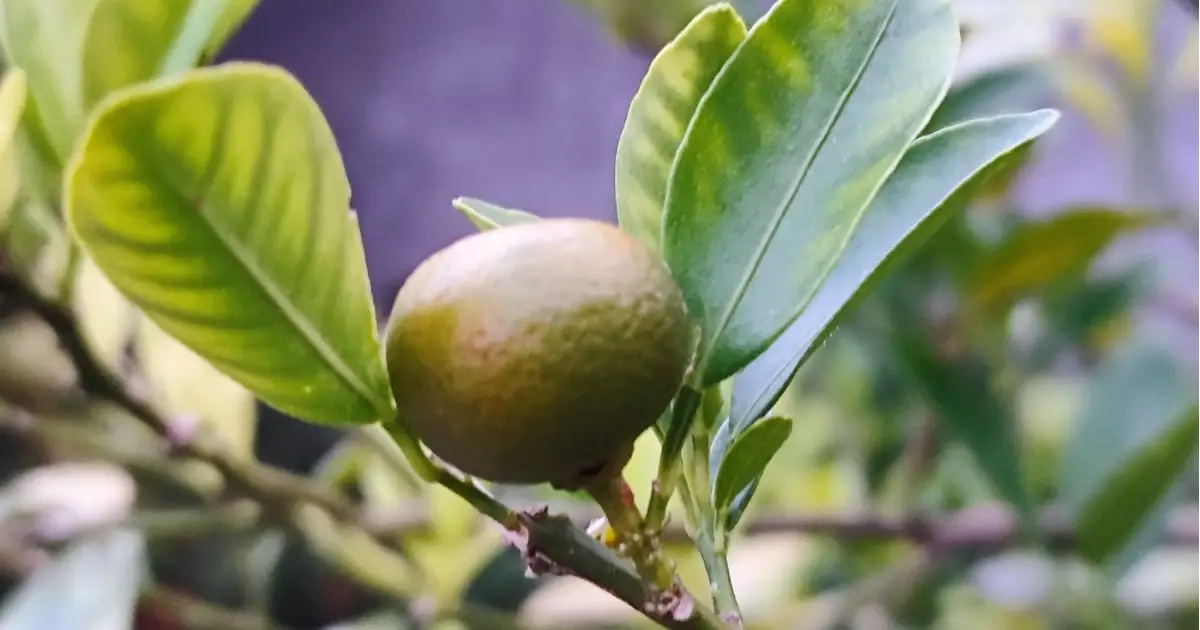 Desert Lime (Citrus glauca): a tough little flavour bomb