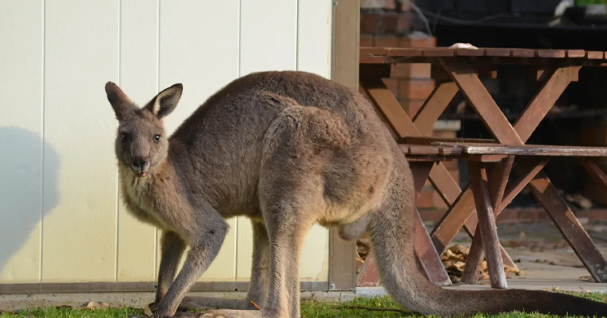 Gardening for Kangaroo Country