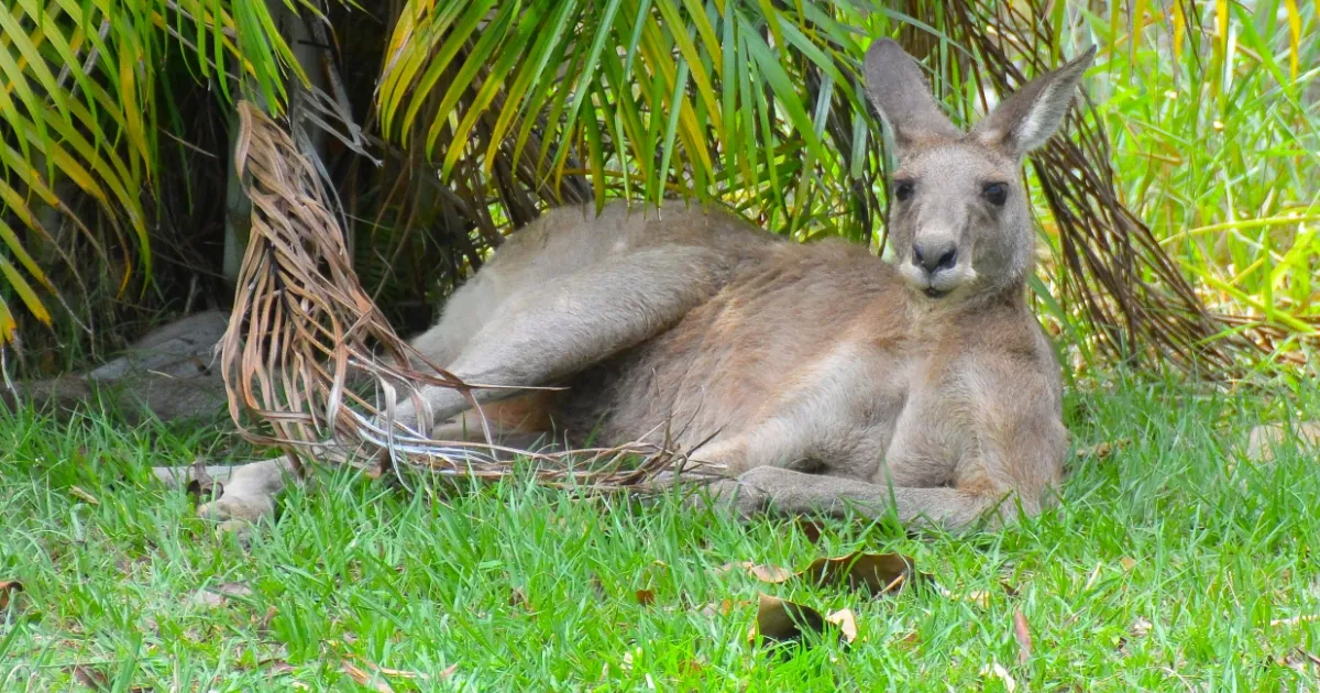 Kangaroos in Suburbia: The Case for Better Wildlife Corridors