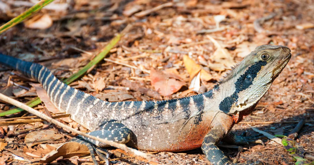 The Benefits of Snakes & Reptiles Living on Verges