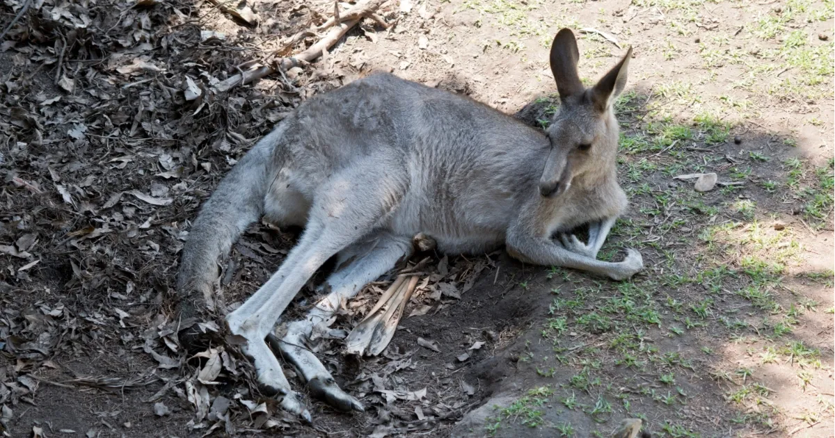 Why Kangaroos Are Looking Scrappy