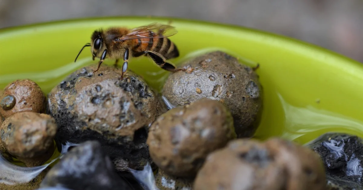 Fresh Water for Wildlife in Your Garden