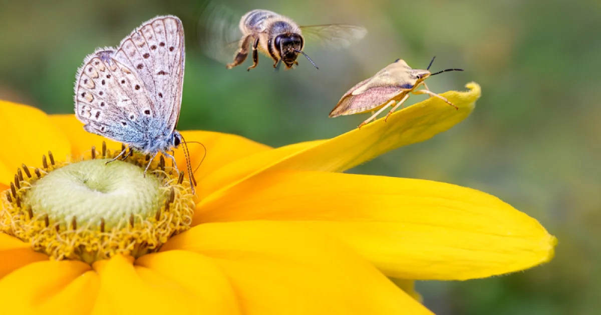 Protecting Biodiversity in New Housing Developments