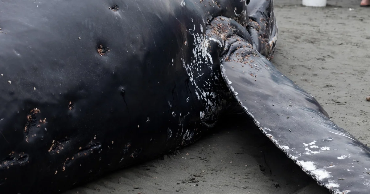 Reading the Skin of a Stranded Humpback