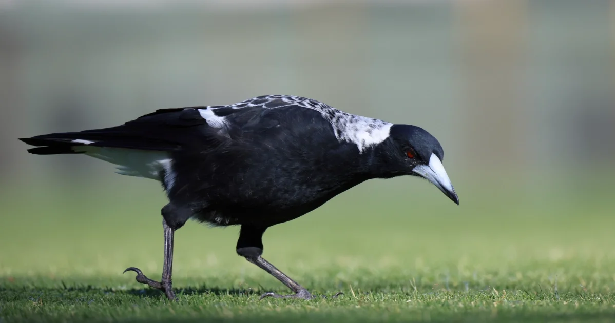 Understanding Magpie Paralysis
