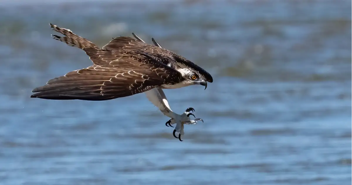 Ospreys of the Peel Harvey