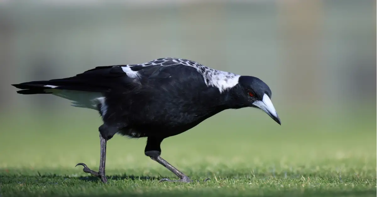 Understanding Magpie Paralysis