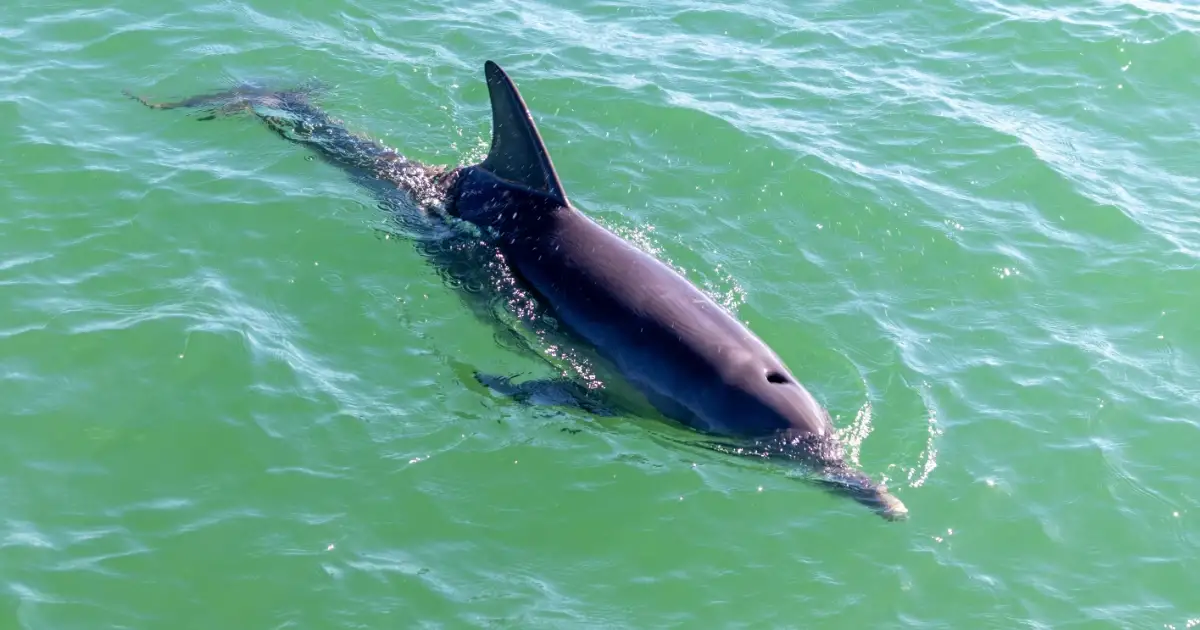 When You See a Stranded Dolphin